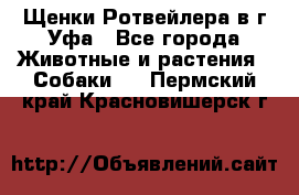 Щенки Ротвейлера в г.Уфа - Все города Животные и растения » Собаки   . Пермский край,Красновишерск г.